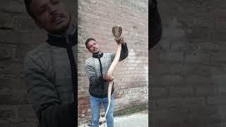 डेंजरस कोबरा रेस्क्यू बांका जिले में #giantcobra #snake #kingcobra #reptiles #animals #wildlife 😱