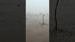रानीवाड़ा क्षेत्र में जोरदार बारिश हो रही