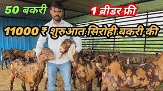 11000/- how to start goat farming सिरोही गुजरी अजमेरी प्रेग्नेंट फीमेल