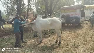 शुक्ला जी सिवनी ऑल बैल जोड़ी पट प्रतियोगिता मानेगांव