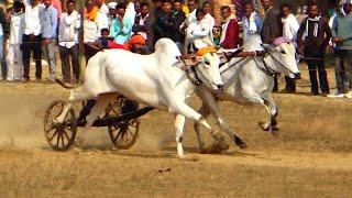 शुक्ला जी सिवनी लोहांगी और देवा बैलजोड़ी रेस वीडियो(सावरी खैरलांजी पट फास्ट राउंड) ox race mp 2025‌।