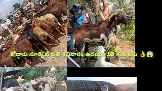 😱😱🙆కోడేరు గొర్రెల మార్కెట్ /BIGGEST kodaru goats and sheep market every Saturday/nalgonda district .