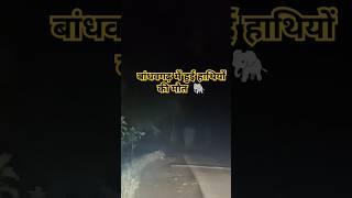 बांधवगढ़ में हुई 4 हाथियों की मौत 7 ghayal