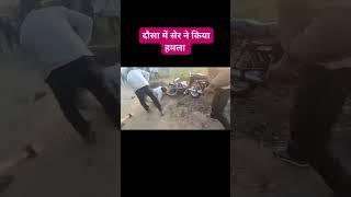 दौसा में🐅🐅🧑‍⚖️🐅🐅 शेर ने किया हमला#youtubeshorts #viralvideo #sortvideo 🧑‍⚖️🐅