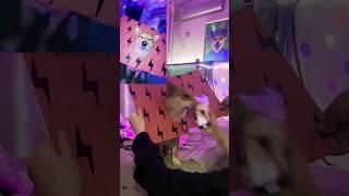 Dog🐕  #Viral video