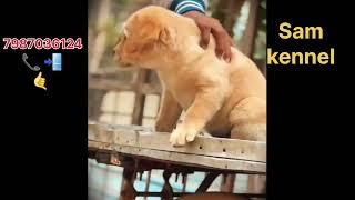 Labrador puppy and dog for sale in alirajpur near chota udaipur , jobat , ranapur jhabua