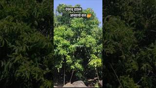 कोंकण देवगड हापूस आंब्याची बाग | Konkan Devgad Hapus Mango Orchard 🥭