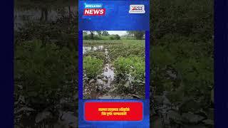 Monsoon News 2024 | तासगाव तालुक्यात अतिवृष्टीने पिके पूर्णतः पाण्याखाली