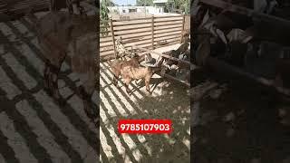 सिरोही नस्ल की प्रेग्नेंट बकरियां at visit pk goat farm Ajmer