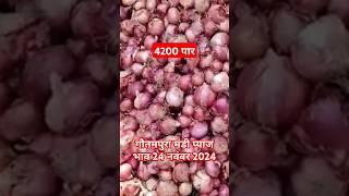 गौतमपुरा मंडी प्याज भाव 24 नवंबर 2024