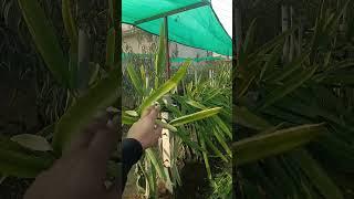 dragon fruit farming in Punjab moga