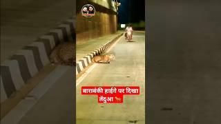 🐯🐆बाराबंकी हाईवे पर दिखा तेंदुआ 🐆