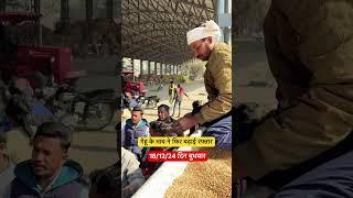 गेहू के भाव ने फिर बढ़ाई रफ्तार इटारसी मंडी 🌾👉🏻