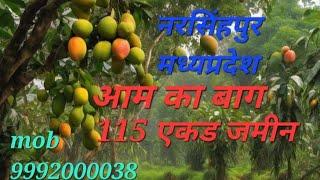 115 एकड़ जिला नरसिंहपुर मध्य प्रदेश 9992000038 संपर्क करें13 लाख पर एकड़