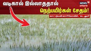 Veeranam Lake | வடிகால் இல்லாததால் நெற்பயிர்கள் சேதம் | Cuddalore