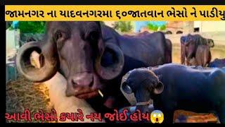 જામનગર જીલ્લામા 60 જાતવાન ભેસુ અને પાડીયુનો તબેલો#best jafrabadi and deshi buffalo//#vlog /