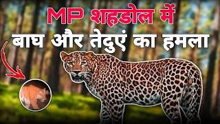 MP शहडोल में लगातार बाघ और तेंदुए का हमला 😱 Tiger Attack in Shahdol Madhya Pradesh