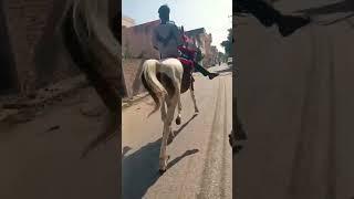 Horse lover nivai Tonk Rajasthan 🔥