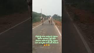 కొత్తపల్లి బాబు అన్న గారి ఎద్దులు ఈరోజు టైరు బేటా వేయడం జరిగింది ఫ్రెండ్స్,.place subscribe 👍💚🔥💥🌾