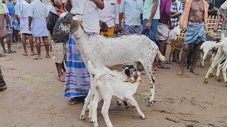 எட்டயபுரம் வெள்ளிக்கிழமை சந்தை விலை நிலவரம்