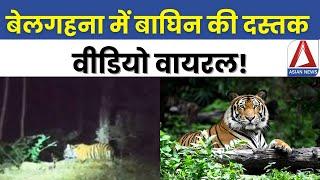 Bilaspur Breaking: बेलगहना में बाघिन की दस्तक, वीडियो वायरल | Tiger Spotted