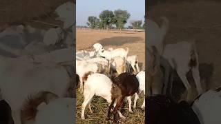 #राज #वीर #गौट #फार्म #सोजत #हेदराबादी #नश्ल कि