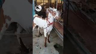 9595557772.Son of Taimoor at Metro Goat Farm in Aurangabad