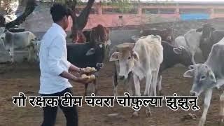 गौ रक्षक टीम चंवरा चोफुल्या झुंझुनू गौ रक्षक नरसी चंवरा 🚩