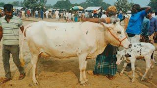 আজ ২১ নভেম্বর ২৪ | ফ্রিজিয়ান বাচ্চাসহ গাভী গরুর দাম | রানীগঞ্জ হাট | দিনাজপুর