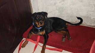 #डग #Rottweiler Apne bistar ko lekar kitne aggressi ho raha hai