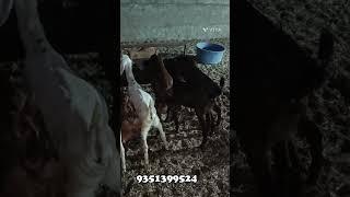 फार्मिंग के लिए सिरोही नस्ल के बच्चे || How To Start Goat Farming ||