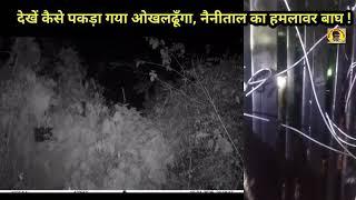 देखें कैसे पकड़ा गया ओखलढूँगा, नैनीताल का हमलावर बाघ ! CCTV में कैद पिंजरे में फंसने का पल!