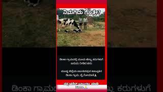 Cow gave birth to three calves | ಮಂಡ್ಯ ಪಾಂಡವಪುರ | kanneri matha