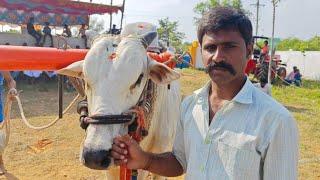 🔥❤️ కలసపాడు గ్రామం 6పళ్ళు విభాగం 10వ జత...🐂🐂