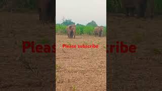 Wildlife elephants at parvathipuram manyam bhamini