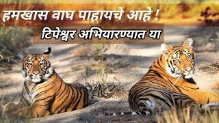 Yavatmal: वाघ पाहायचे आहे टिपेश्वर अभयारण्यात या! Come to Tipeshwar Sanctuary to see tigers for sure