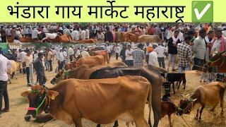 गाय मार्केट भंडारा महाराष्ट्र ✅ ! 10 se 15 kg milk ki gay 30 se 40 hajar me ! 29_12_2024