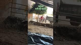 चंदौसी की बावड़ी की खुदाई