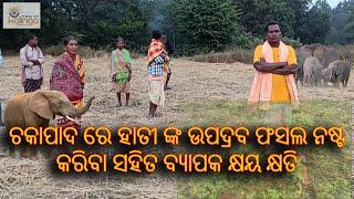 ଚକାପାଦ ରେ ହାତୀ ଙ୍କ ଉପଦ୍ରବ ଫସଲ ନଷ୍ଟ କରିବା ସହିତ ବ୍ୟାପକ କ୍ଷୟ କ୍ଷତି।