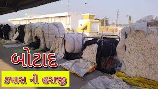 🟢December 24 ajna kapas na bajar bhav 24/12/2024 cotton crop price botad market yard na bhav botad..