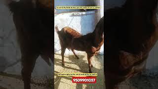 ₹10000 सिरोही बकरियां/#How to #start #goat #farming AskGoatFarmPvtLtdRajasthan