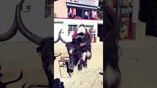 Shimla Dairies😍||Himachal Pradesh🏔⛰️ ||Family trip