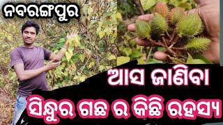 ନବରଙ୍ଗପୁର ରେ ଚାଲିଛି ସିନ୍ଧୁର ଗଛ ର ଫସଲ || ସେ ଗଛ କେଉଁ କାମ ପାଇଁ || ସେ ଫଳ ର ମୂଲ୍ୟ କେତେ ଆସ ଜାଣିବା?