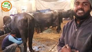 👍For Sale 👍Milking Video👍 Murrah Breeder #Sukhdev 9729214090 👍गाँव शेरगढ़, कैथल👍