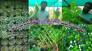 Kadiyam Sri Venkata Durga Nursery | | Wholesale Nursery in Sahebnagar Vanasthalipuram