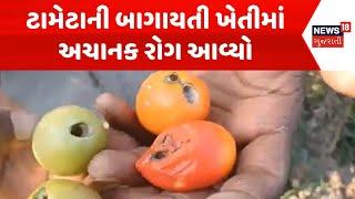 Chhota Udeipur Agriculture News | ટામેટાની બાગાયતી ખેતીમાં અચાનર રોગ આવ્યો | Disease |Tomato Farming