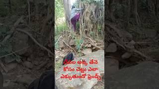 చాపలక్క తేనె కోసం చెట్టు ఎలా ఎక్కింది ఫ్రెండ్స్//Allagadda Mahi vlogs//short video latest video