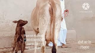 गांव जानकीदास तहसील सूरतगढ़ जिला गंगानगर राजस्थान 8955695052 संपर्क करें