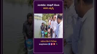 MLA చింతా ప్రభాకర్ సదాశివపేట్ లో 28 వేల చేప పిల్లలను విడుదల | Local Leaders Sadashivpet Fish Rele..