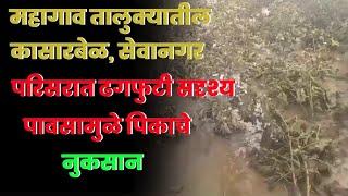 महागाव तालुक्यातील कासारबेळ सेवानगर परीसरात ढगफुटी सदृश्य पावसामुळे पिकांचे नुकसान